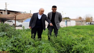 Mersinde ata yadigarı karakılçık tohumunun üretiminden büyük verim elde edildi