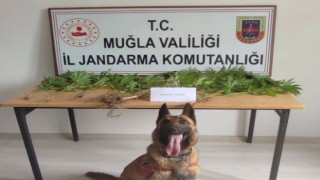 Muğla jandarmasının hassas burunları uyuşturucuya geçit vermedi