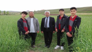 Öğrencilerin ektiği ‘ata tohumu boy verdi