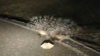 Oklu kirpilerin gece gezintisi vatandaşın cep telefonu kamerasına yansıdı