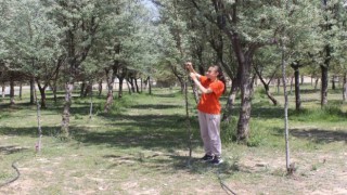 Okul bahçesine dikilen ağaçların bakımını öğrenci ve öğretmenler yapıyor