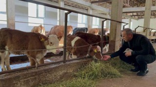 Orduda besiciler yeni ahır sistemini benimsedi