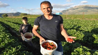 Organik Sason çileğinde yılın ilk hasadı başladı