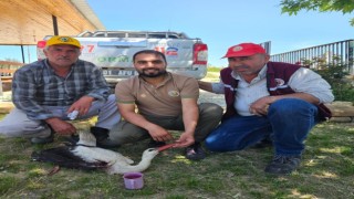 Ormancıların bulduğu yaralı leylek tedavi altına alındı