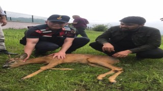 Ormanlık alanda yaralı bulunan karaca tedavi altına alındı