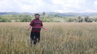 Osmaniyede dolu yağışı buğday tarlalarını vurdu