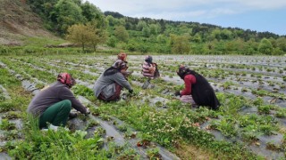 Osmanlı çileği üreticileri hasat için gün sayıyor