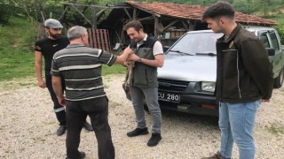 Otların arasında bulunan yavru karaca koruma altına alındı