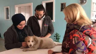 Otomobilin çarptığı köpeğin çığlıklarını duyan merhametli doktor yaralı köpeğin yardımına koştu