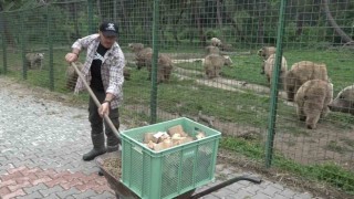 (Özel) 74 dansçı ayıya özel ekmek fırını...Artık ekmeğin de iyisini ayılar yiyor