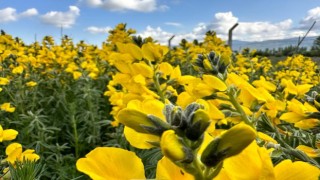 Bu çiçeği koparmanın cezası dudak uçuklatıyor
