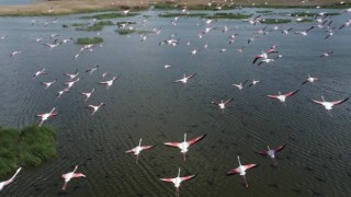 (ÖZEL) Flamingolar göç yolunda dron ile görüntülendi