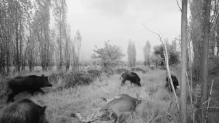 Popülasyonu artan domuz sürüsü havadan görüntülendi