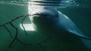 Rusya'nın casus balinası İsveç'te görüldü