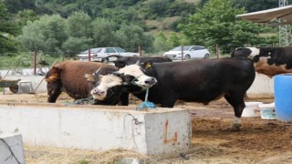 Samsun Hayvan Sağlık Zabıtası Komisyonu kararı: Hayvan pazarı satış yerleri kapalı tutulacak