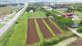Samsunda üretilen 134 türden 10 milyon fidan Türkiyeyi yeşillendiriyor