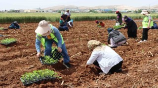 Şanlıurfada 200 bin isot fidesi toprakla buluştu