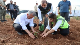 Şanlıurfada çiftçilere isot fidesi dağıtıldı