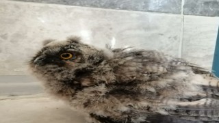 Şanlıurfada yaralı bulunan baykuş tedavi altına alındı