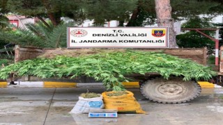Sarayköyde 13 kilo esrar, 1300 kök kenevir yakalandı