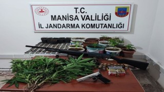 Saruhanlıda 403 kök kenevir ele geçirildi