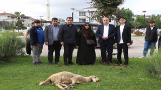 Seçimi kazanan Cumhurbaşkanı Erdoğan için ilçe belediyesinin bahçesinde koç kestirdi