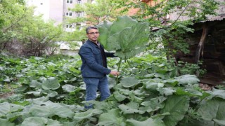 Şemsiye değil kabalak otu