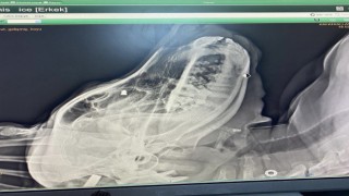 Silahla sokak köpeğini vuran şahıs gözaltına alındı