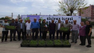 Silifkede üreticilere 50 bin adet ada çayı fidesi desteği