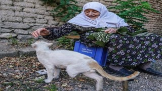 Sokak kedileri öksüz kaldı