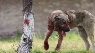 Sokak köpeği dehşet saçtı: Önce çocuğu ısırdı, sonra bir başka köpeği boğdu