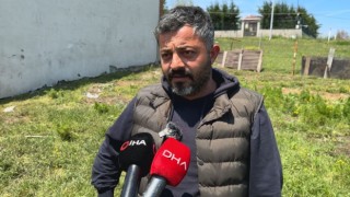 Sokak köpeklerinin saldırdığı 14 kurbanlık telef oldu