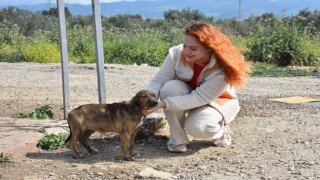 Sokaktaki canlar Edremit Belediyesine emanet
