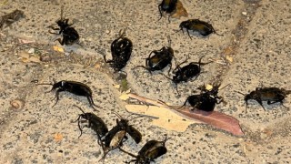 Suriye sınırındaki ilçeyi böcekler istila etti