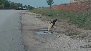 Sürüsünden kopan leylek yol kenarındaki su birikintisinden susuzluğunu giderdi