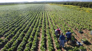 Tarımda üretici enflasyonu nisanda yüzde 71,52ye geriledi