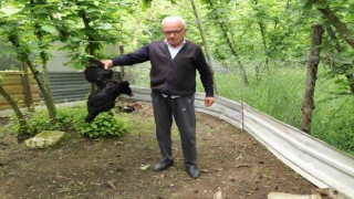Tavuk ve horozları başıboş köpekler tarafından telef edildi