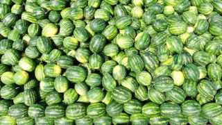 Tescilli Adana karpuzu hasat için gün sayıyor