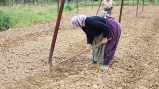 Tescilli Pazaryeri boncuk fasulyesi tohumları toprakla buluşmaya başladı