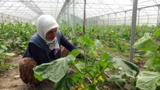 Tokatta seralarda salatalık hasadı başladı