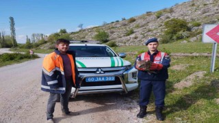 Tokatta yaralı bulunan kartal tedavi altına alındı