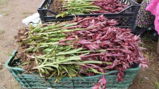 Topraktan çıkan altın: Kilosu 2 bin TL