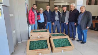 Tosyada çiftçilere 35 bin adet domates fidesi dağıtıldı