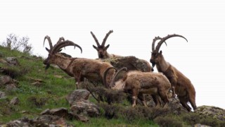 Tuncelide boz ayı ailesi ve yaban keçileri görüntülendi