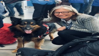 Türkiyede deprem çalışmalarına katılan arama-kurtarma köpeği Aaron hayatını kaybetti