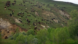 Türkiyenin en büyük çayır ve mera alanları Erzurumda