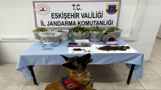 Uyuşturucu madde yetiştiren şahıslar Jandarma köpeği Akçadan kaçamadı
