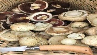 Uzmanlar uyarıyor; toplandığınız her mantarı yemeyin