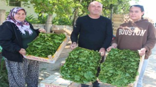Üzümden önce yaprağı gelir kapısı oldu
