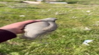Yaralı bulduğu kekliğin tedavisini yaptıktan sonra doğaya saldı